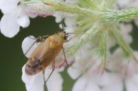Plagiognathus chrysanthemi