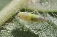 Ribautiana tenerrima