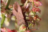 Coreus marginatus