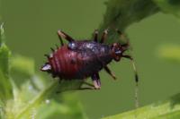 Deraeocoris ruber