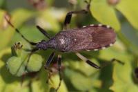 Dicranocephalus albipes