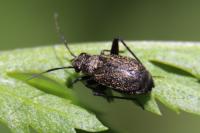 Orthocephalus coriaceus