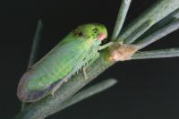 Iassus