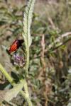 Graphosoma italicum