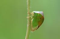 Stictocephala alta