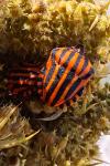 Graphosoma italicum