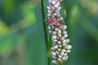 Corizus hyoscyami