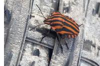 Graphosoma italicum