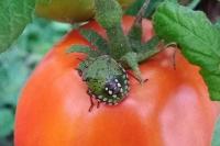 Nezara viridula