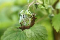 Coreus marginatus