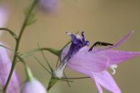 Heterotoma planicornis