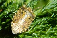 Rhaphigaster nebulosa