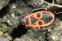 Pyrrhocoris apterus