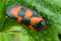 Cercopis vulnerata