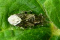 Heterogaster urticae