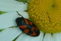 Cercopis vulnerata