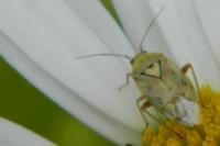 Lygus rugulipennis