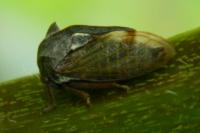 Centrotus cornutus