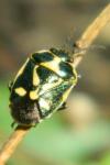Eurydema oleracea