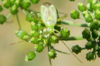 Adelphocoris lineolatus