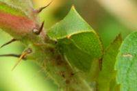 Stictocephala alta