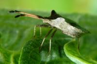 Enoplops scapha