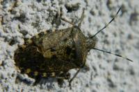 Rhaphigaster nebulosa
