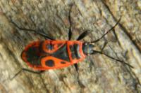Pyrrhocoris apterus