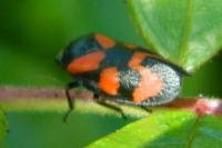 Cercopis vulnerata