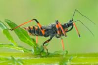 Rhynocoris annulatus