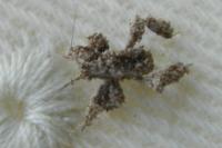 Reduvius personatus