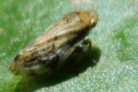 Philaenus spumarius
