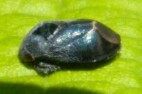 Penthimia nigra