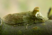 Ledra aurita