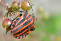 Graphosoma italicum