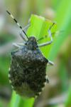 Rhaphigaster nebulosa