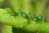 Megoura viciae