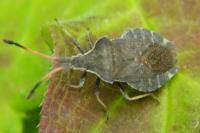 Enoplops scapha