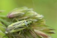 Stenotus binotatus