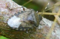 Rhaphigaster nebulosa