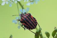 Graphosoma italicum