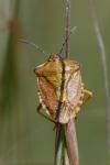 Carpocoris purpureipennis