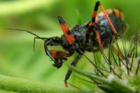 Rhynocoris annulatus