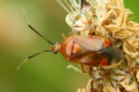 Deraeocoris ruber