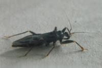 Reduvius personatus