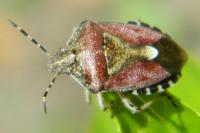 Dolycoris baccarum
