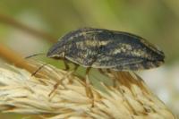 Eurygaster