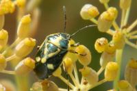Eurydema oleracea