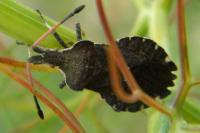 Enoplops scapha