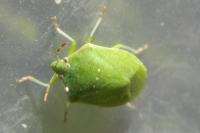 Nezara viridula